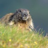Svist horsky - Marmota marmota - Alpine Marmot 0941